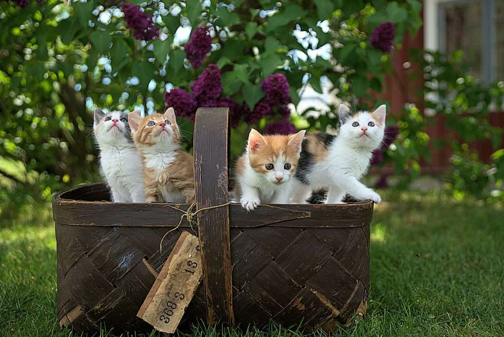 mehrere Katzen