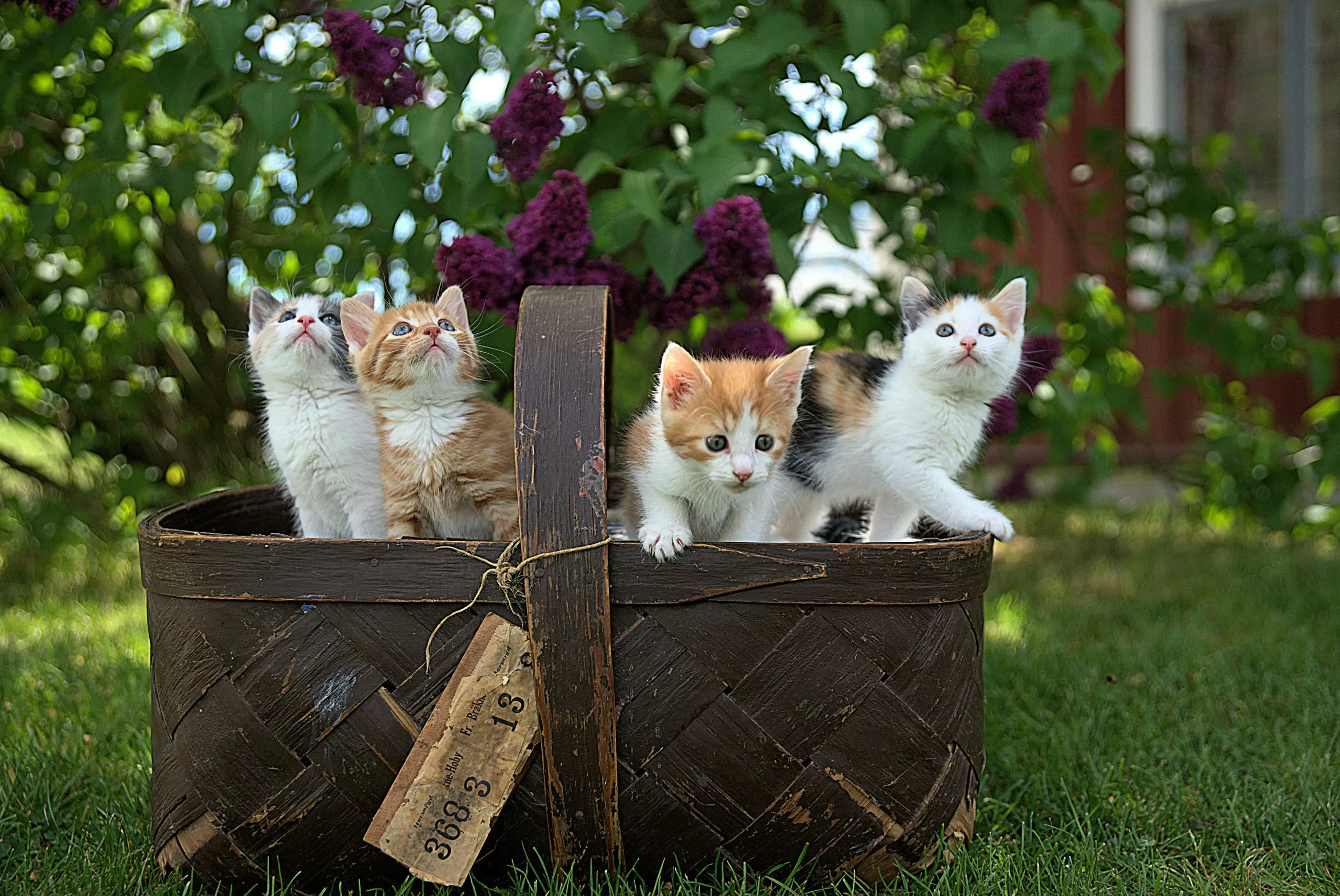 mehrere Katzen