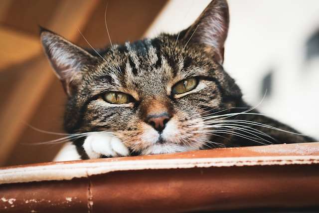 Ruhende Katze schaut auf Leser