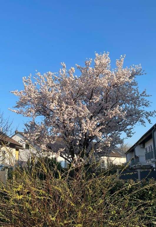 Weiß blühender Baum vor blauem Himmel