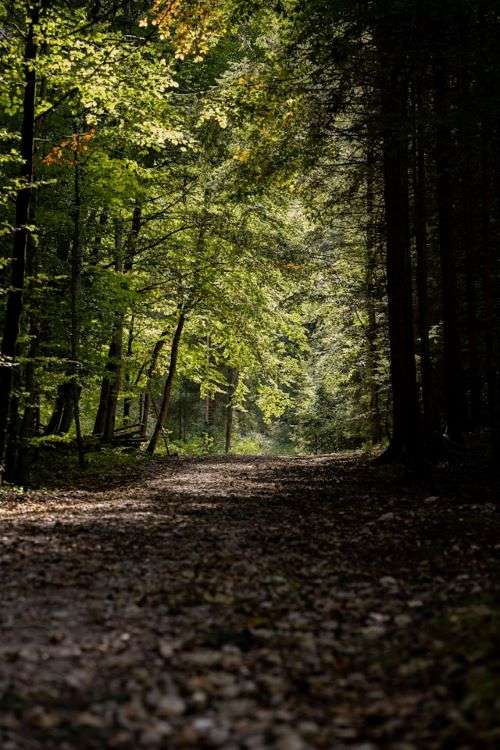 Waldweg mit schattigem Abschnitt